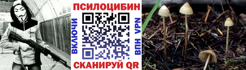 Псилоцибиновые грибы Psilocybe  Нахабино 